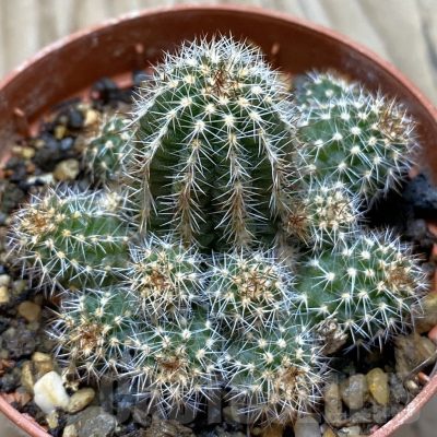 SH24784 Echinopsis silvestrii