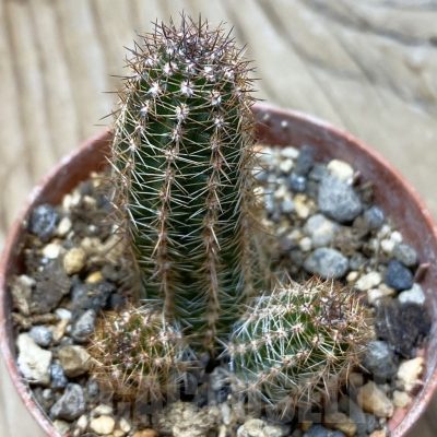 SH24785 Echinopsis silvestrii PHN 174.126