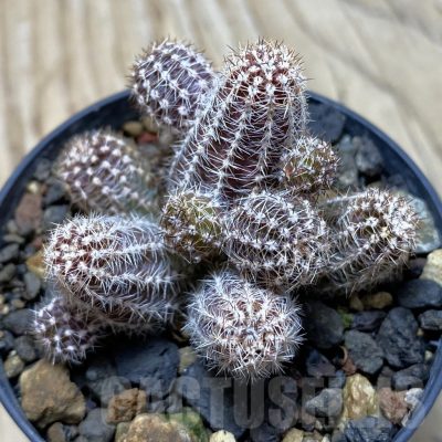 SH24786 Echinopsis silvestrii 'White'