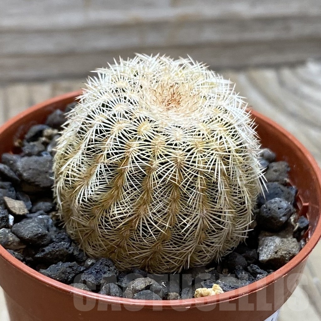 SH24787 Echinocereus reichenbachii v. minor - Image 2