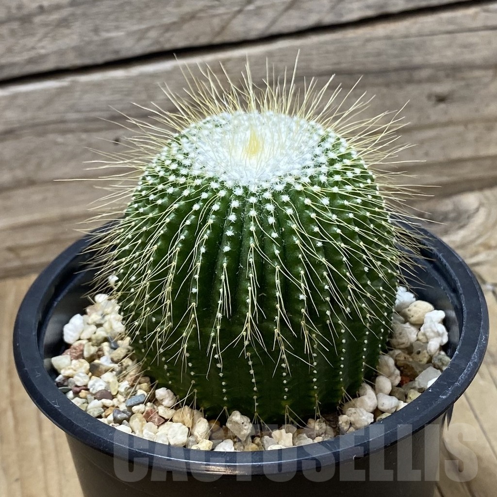 SH24800 Notocactus leninghausii f. inermis - Image 2