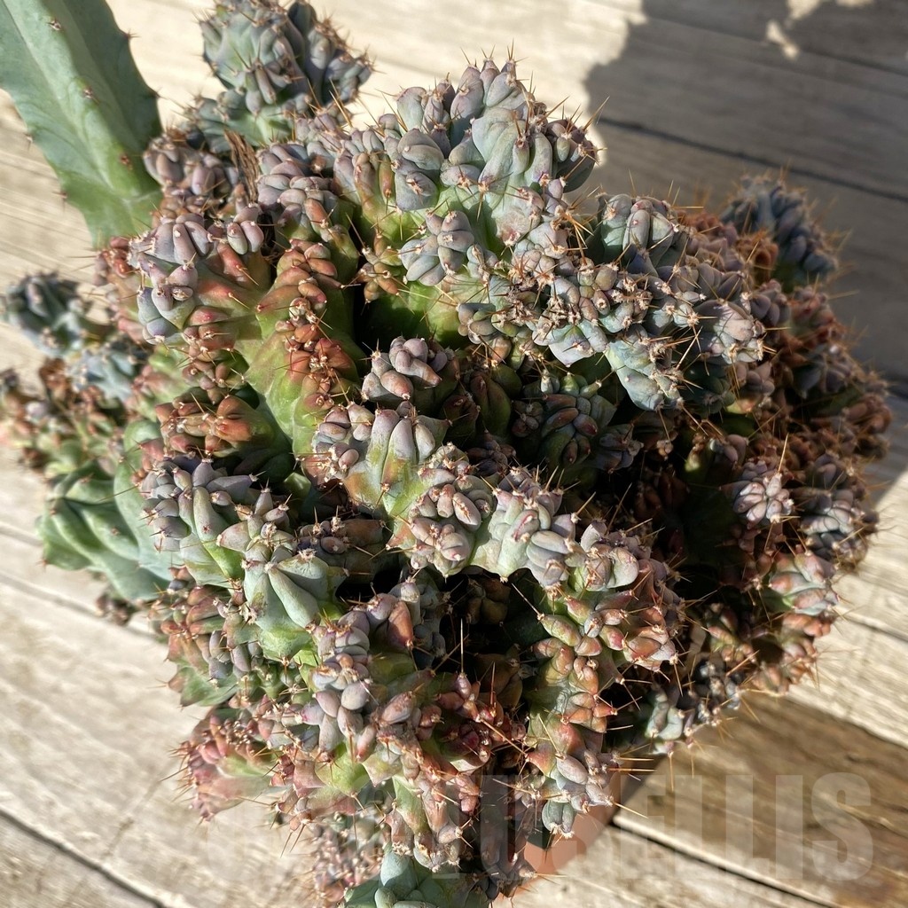 SH24813 Myrtillocactus geometrizans f. cristata - Image 2
