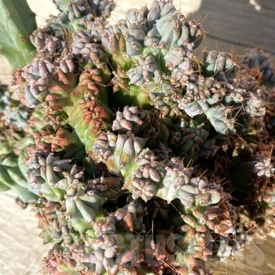 SH24813 Myrtillocactus geometrizans f. cristata