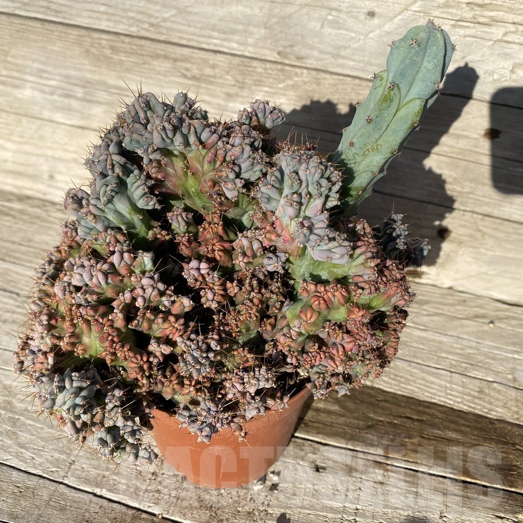 SH24813 Myrtillocactus geometrizans f. cristata - Image 3