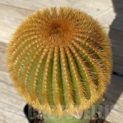 SH24814 Uebelmannia eriocactoides, grafted