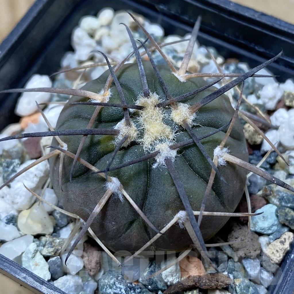 SH24759 Gymnocalycium spegazzinii PP2058