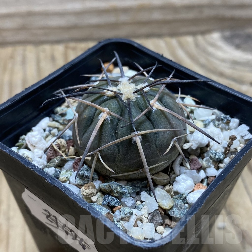 SH24759 Gymnocalycium spegazzinii PP2058 - Image 2