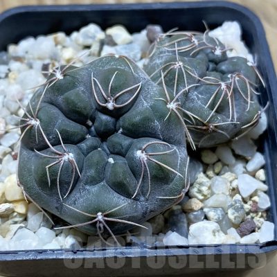 SH24760 Gymnocalycium aff. nataliae