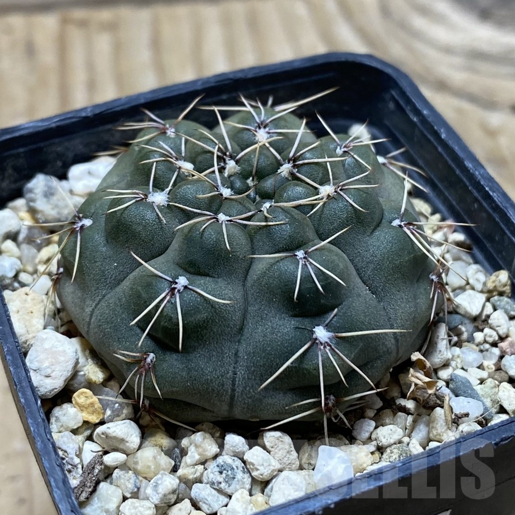 SH24761 Gymnocalycium robustum - Image 2
