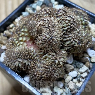 SH24768 Gymnocalycium mihanovichii f. cristata
