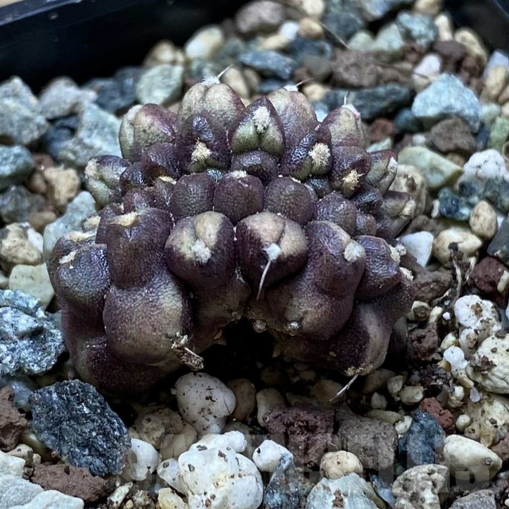 SH24770 Gymnocalycium mihanovichii ‘Day Dream’ f. cristata - Image 2