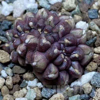 SH24771 Gymnocalycium mihanovichii ‘Day Dream’ f. cristata