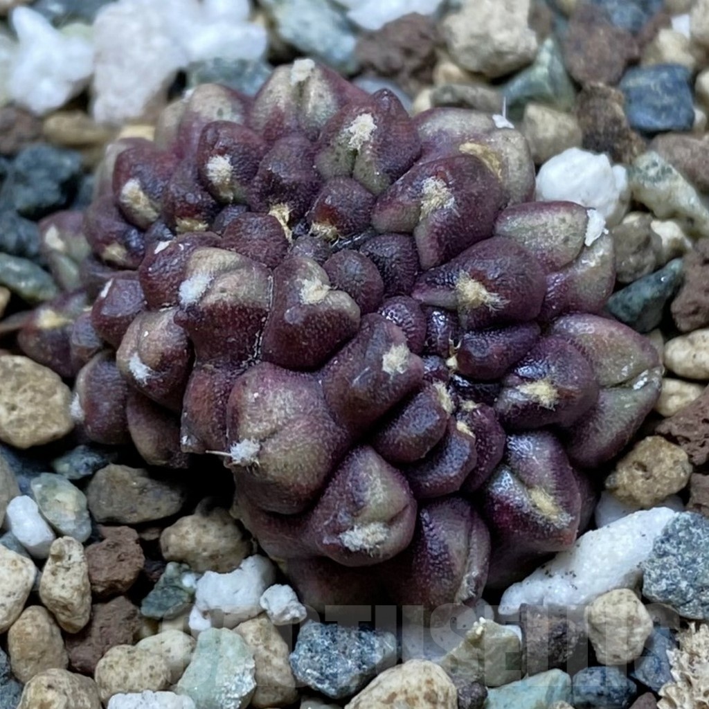 SH24771 Gymnocalycium mihanovichii ‘Day Dream’ f. cristata