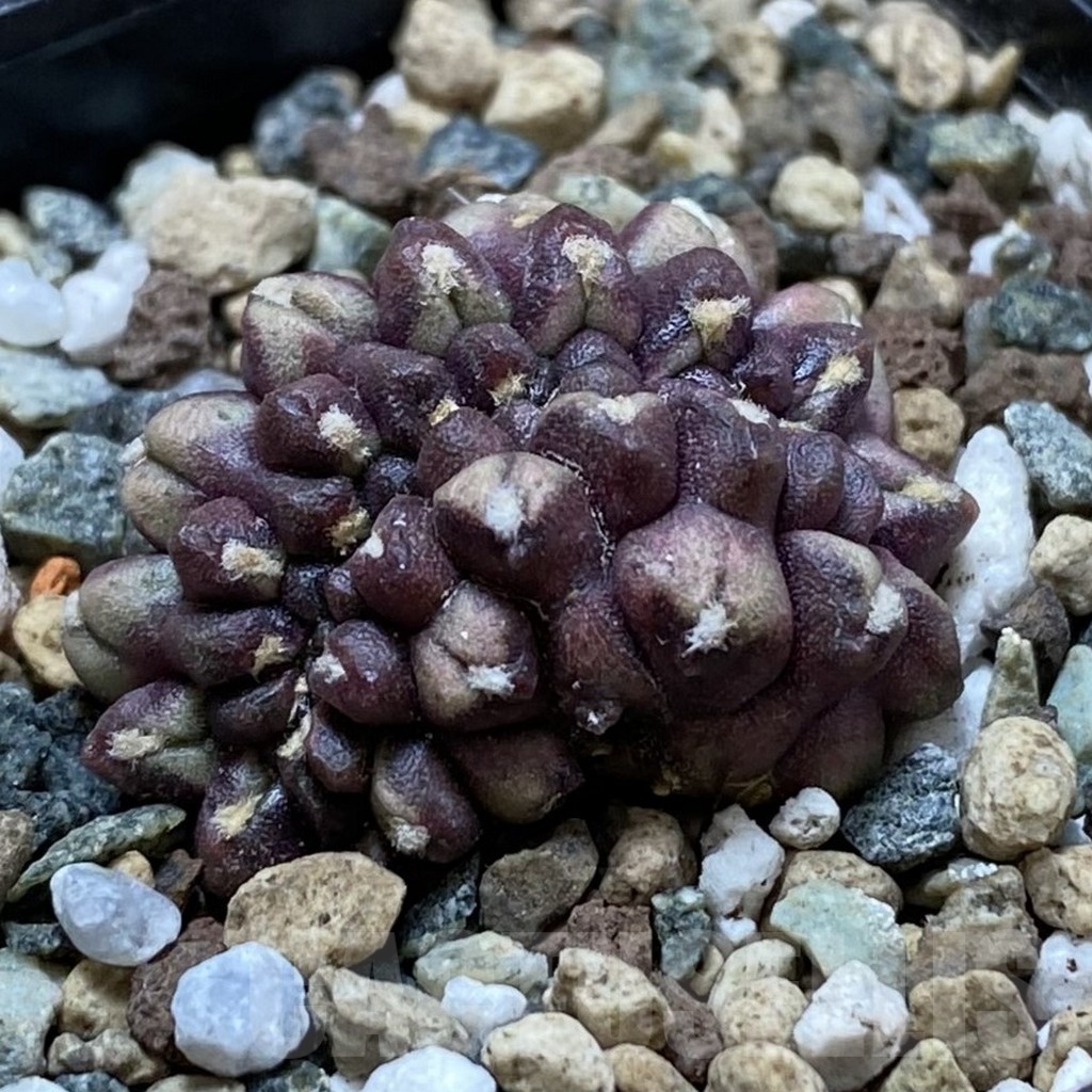 SH24771 Gymnocalycium mihanovichii ‘Day Dream’ f. cristata - Image 2