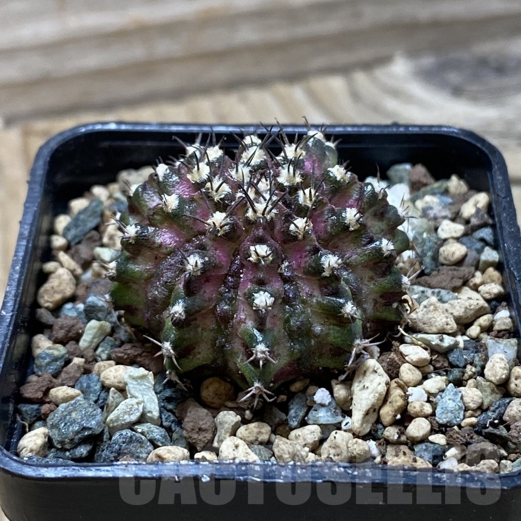 SH24779 Gymnocalycium mihanovichii ‘T-Lux’ - Image 2