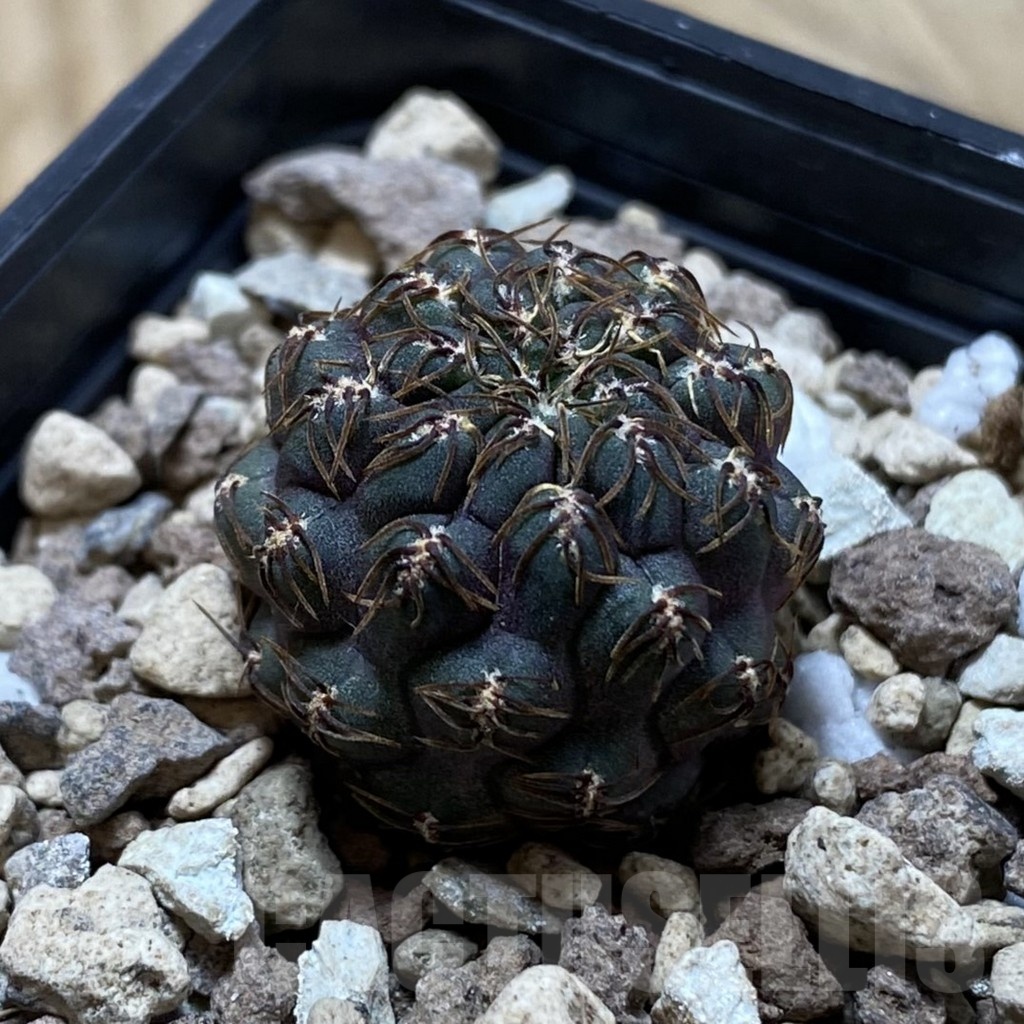 SH24780 Sulcorebutia callichroma HS 078 - Image 2