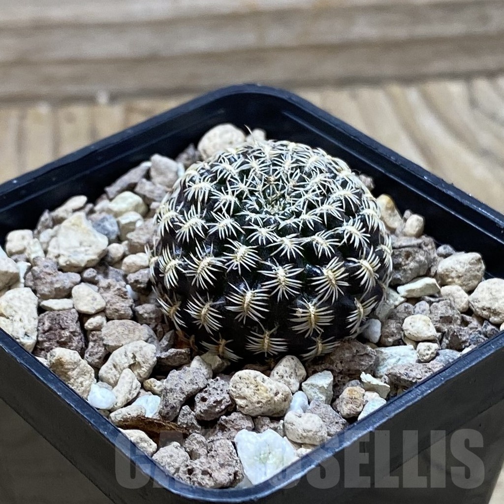 SH24781 Sulcorebutia augustinii LH 1721 - Image 2