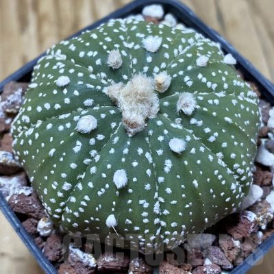 SH25004 Astrophytum asterias ‘Super Kabuto’ hybrid