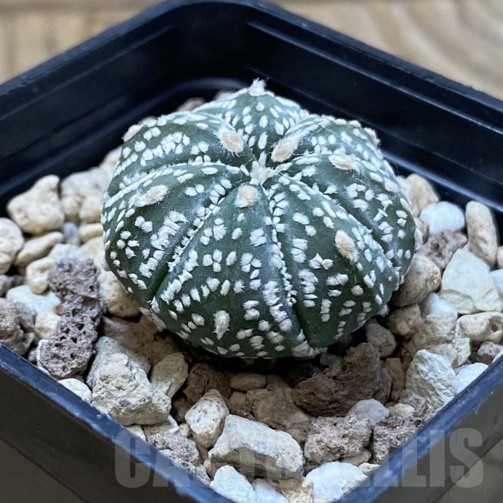 SH25005 Astrophytum asterias ‘Super Kabuto’ hybrid - Image 2