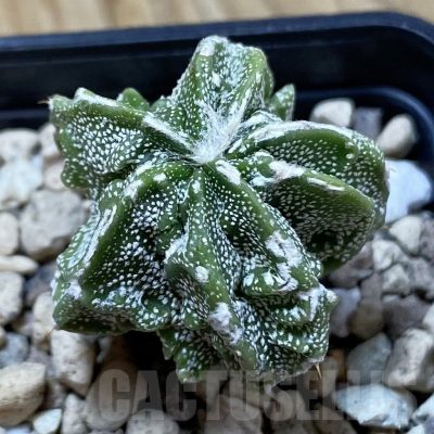 SH25006 Astrophytum ornatum ‘Fukuryu’ hybrid, seedling