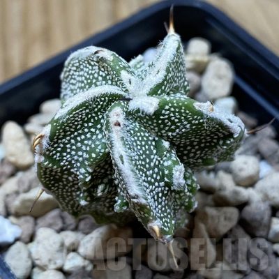 SH25007 Astrophytum ornatum ‘Fukuryu’ hybrid, seedling