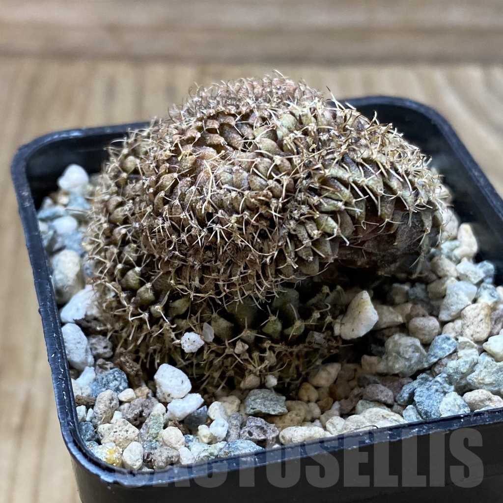 SH25012 Gymnocalycium mihanovichii f. cristata - Image 2