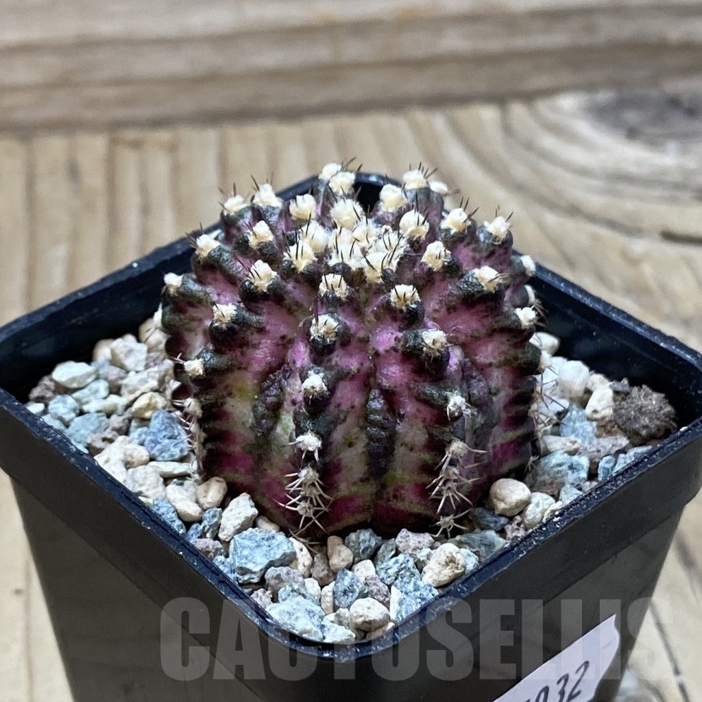 SH25032 Gymnocalycium mihanovichii ‘T-Lux’ - Image 2