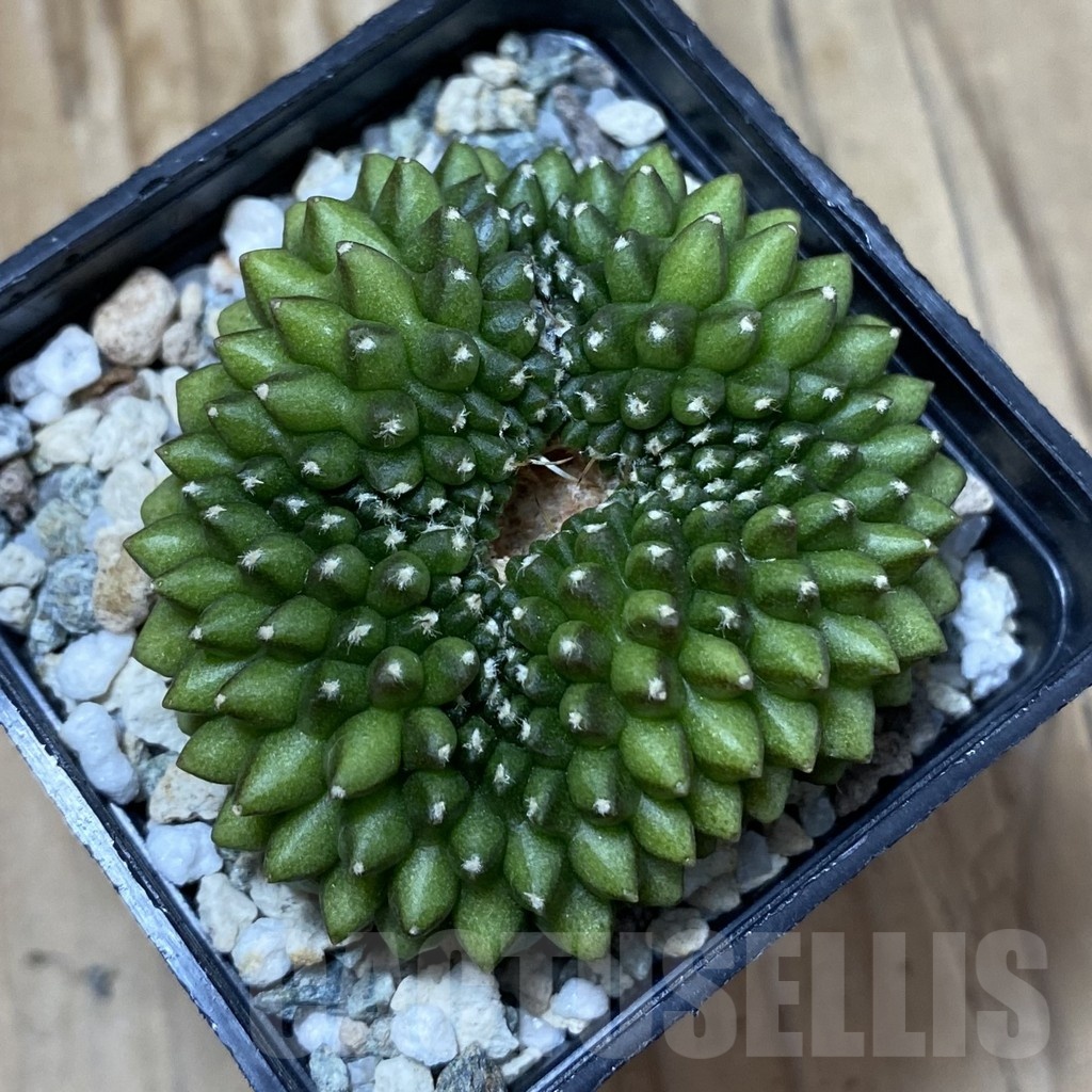 SH25034 Gymnocalycium mihanovichii ‘inermis’ - Image 2