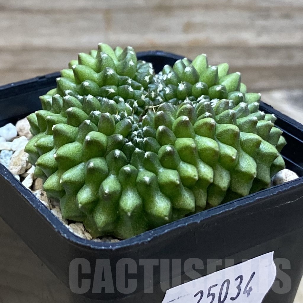 SH25034 Gymnocalycium mihanovichii ‘inermis’ - Image 3