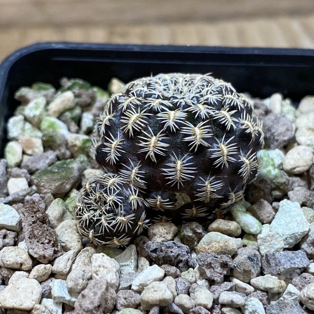 SH24994 Sulcorebutia augustinii LH 1721 - Image 2