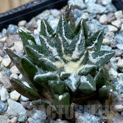 SH24998 Ariocarpus kotschoubeyanus hybrid, own roots