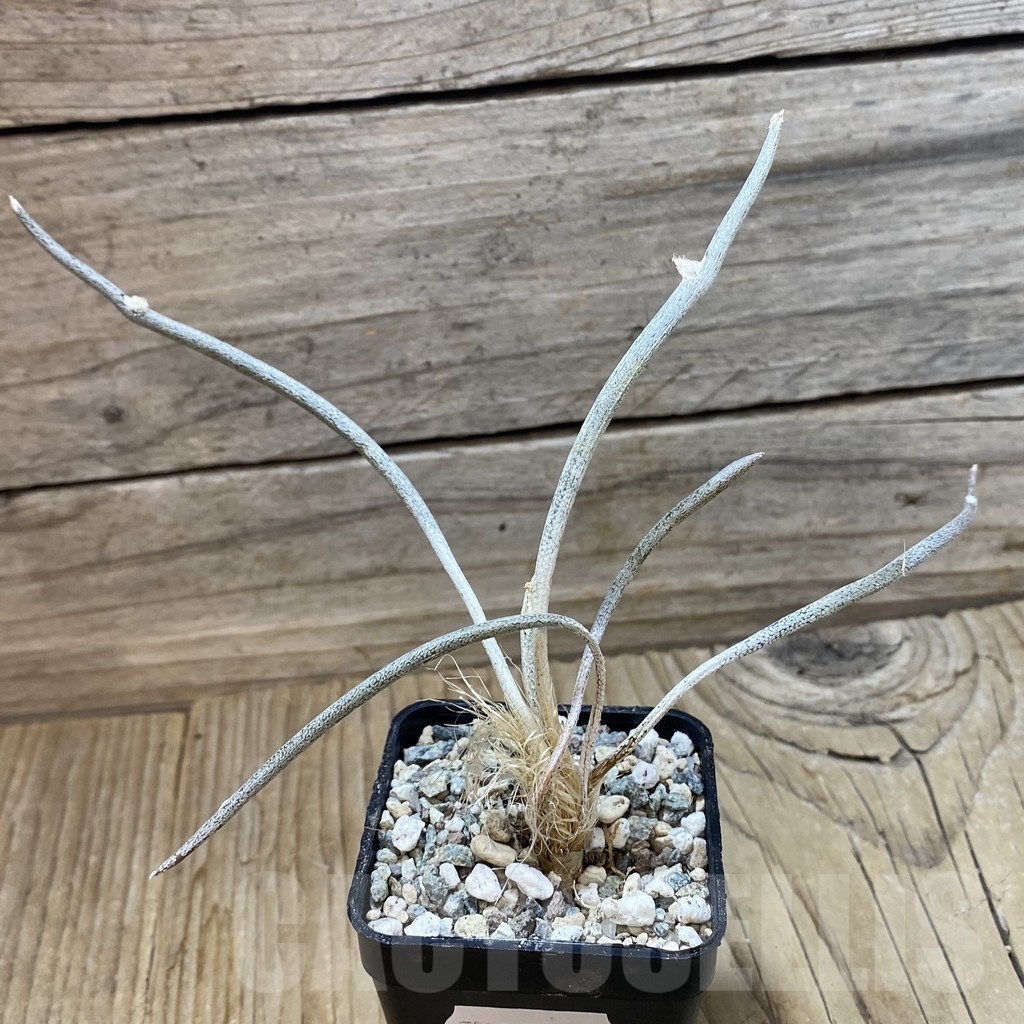 SH25000 Astrophytum caput-medusae - Image 2