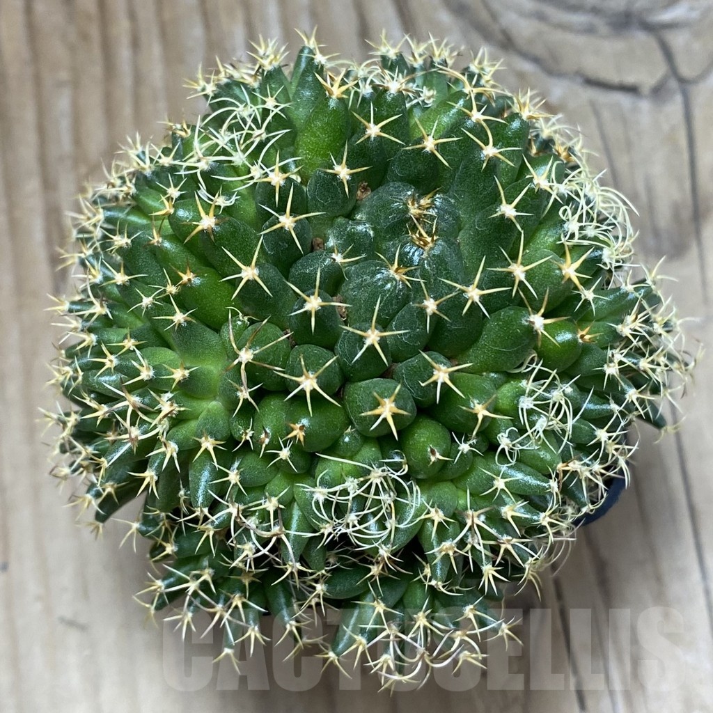 SH3501 Mammillaria camptotricha ‘Bru’, seedling - Image 3