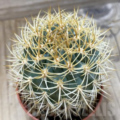 SH1152 Pyrrhocactus eriosyzoides seedling, grafted