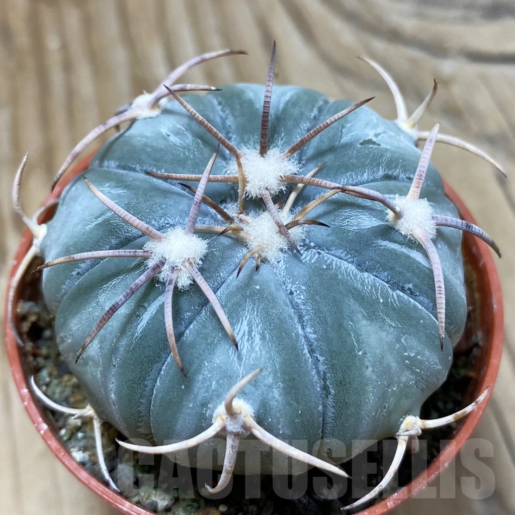 SH8346 Echinocactus horizonthalonius MR 21