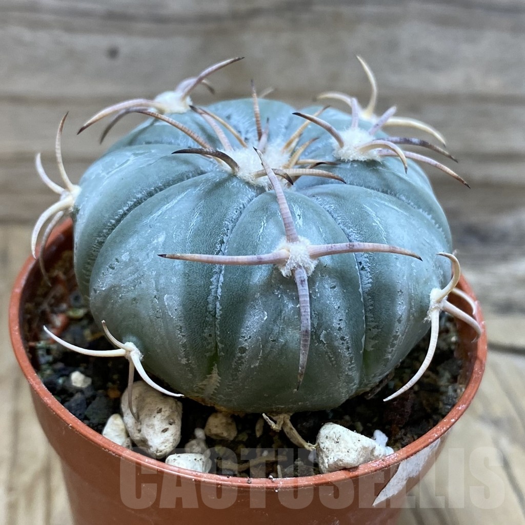 SH8346 Echinocactus horizonthalonius MR 21 - Image 2