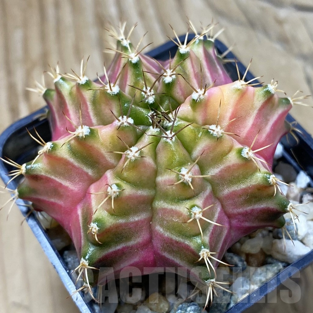SH9043 Gymnocalycium mihanovichii ‘Neon’ hybrid, seedling