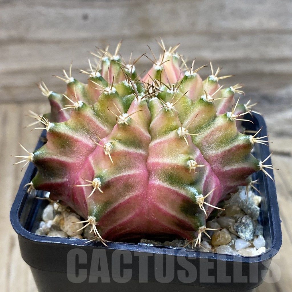 SH9043 Gymnocalycium mihanovichii ‘Neon’ hybrid, seedling - Image 2