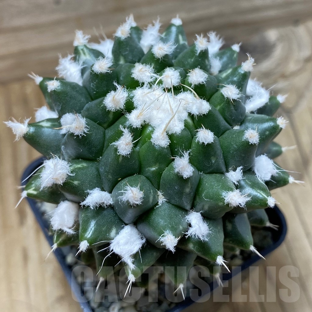 SH9431 Mammillaria bucareliensis ‘Erusamu’ - Image 2