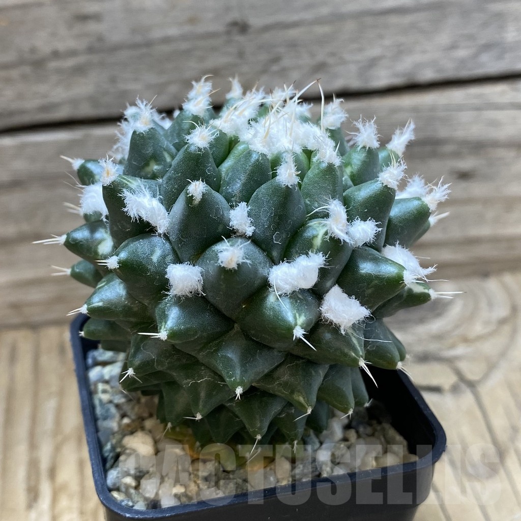 SH9431 Mammillaria bucareliensis ‘Erusamu’ - Image 3
