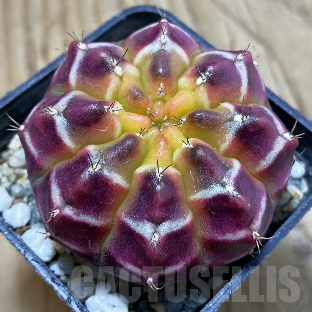 SH10055 Gymnocalycium mihanovichii ‘Day Dream’, seedling