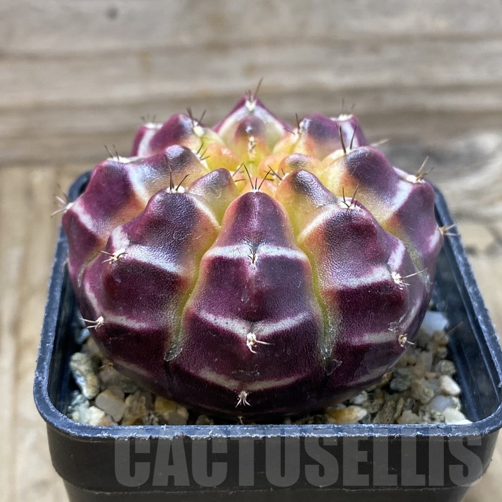 SH10055 Gymnocalycium mihanovichii ‘Day Dream’, seedling - Image 2