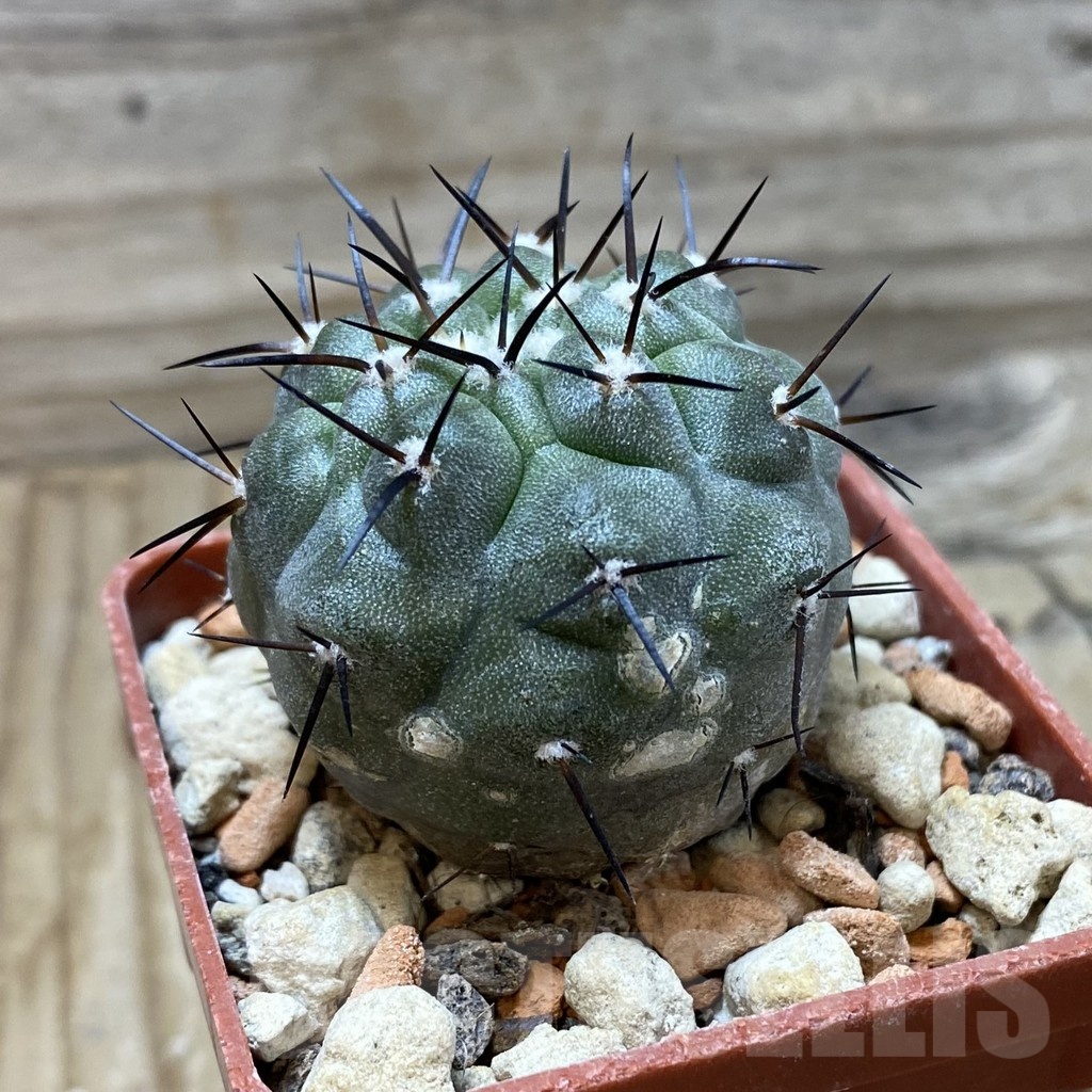 SH18428 Copiapoa cinerea PHA 2945 - Image 2