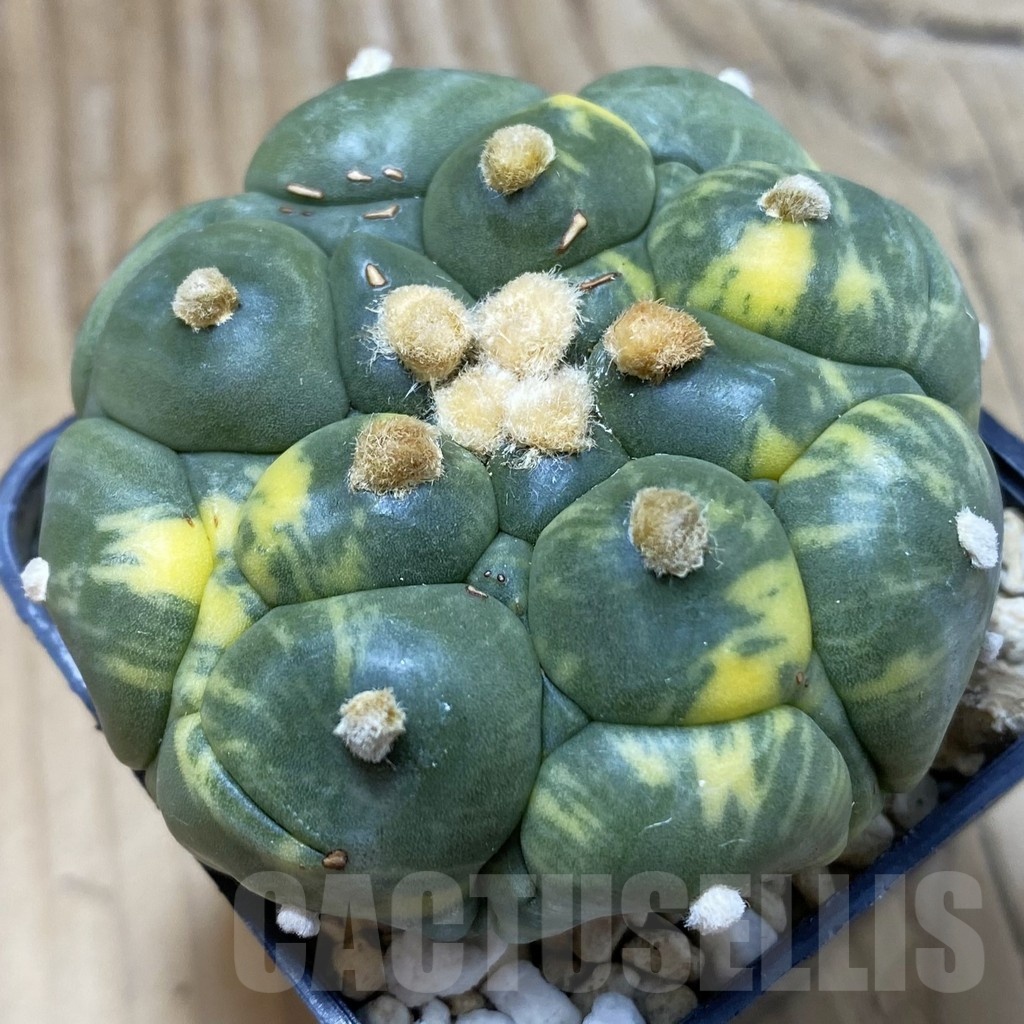 SH842 Astrophytum asterias ‘Kikko’ f. variegata - Image 2
