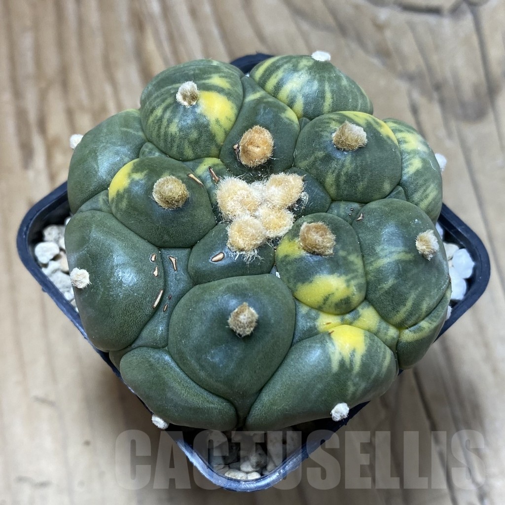 SH842 Astrophytum asterias ‘Kikko’ f. variegata - Image 3