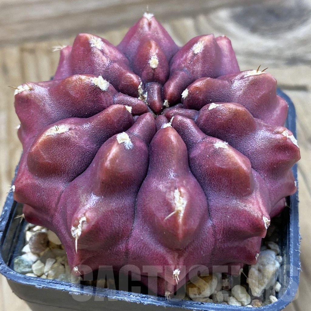 SH2589 Gymnocalycium mihanovichii ‘Day Dream’, seedling