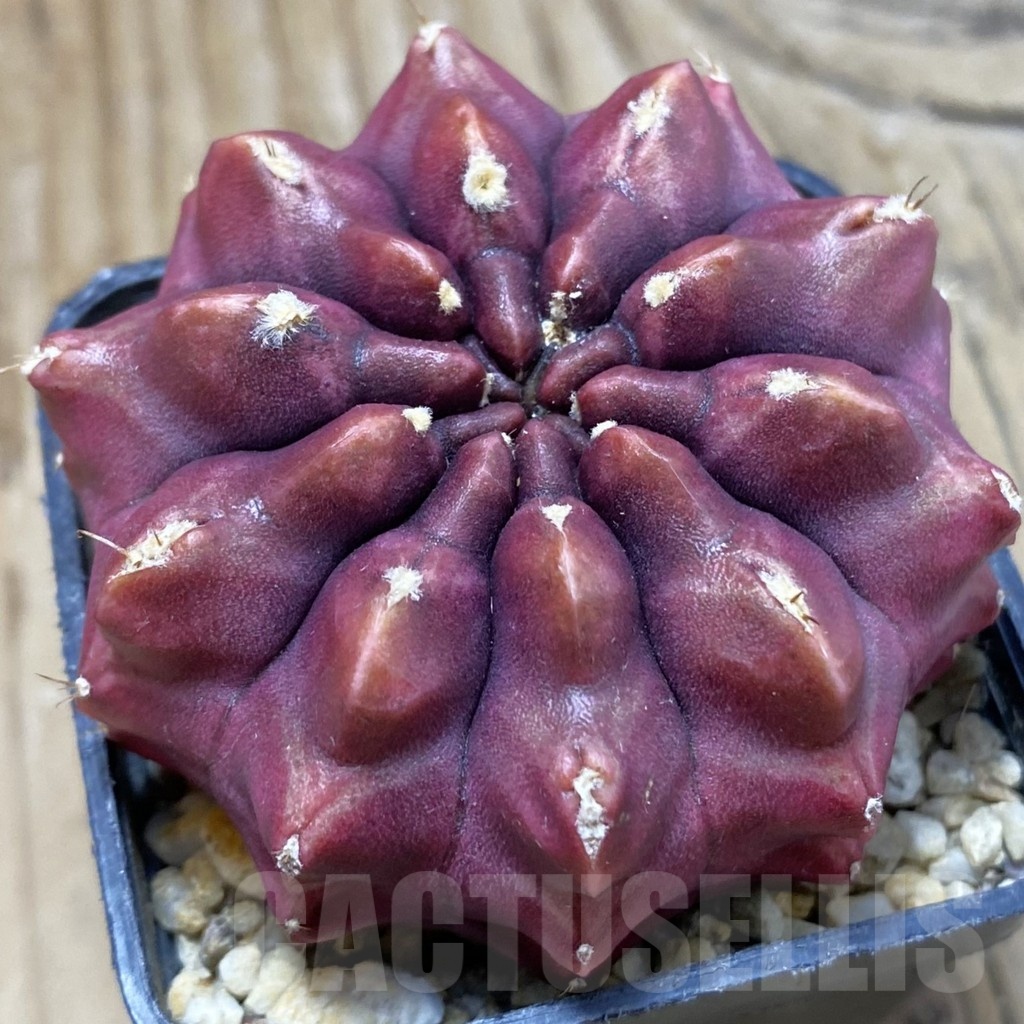 SH2589 Gymnocalycium mihanovichii ‘Day Dream’, seedling - Image 2
