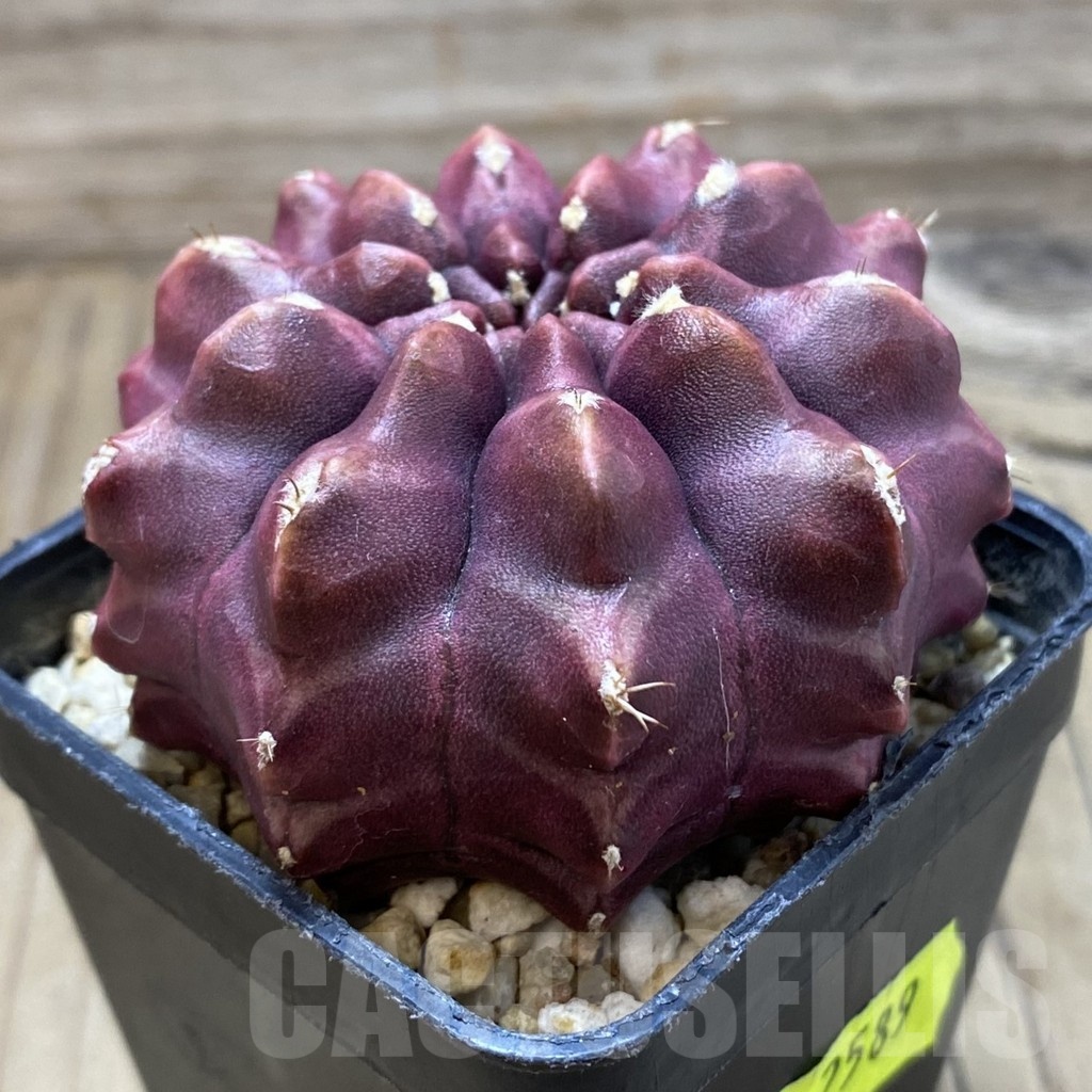SH2589 Gymnocalycium mihanovichii ‘Day Dream’, seedling - Image 3
