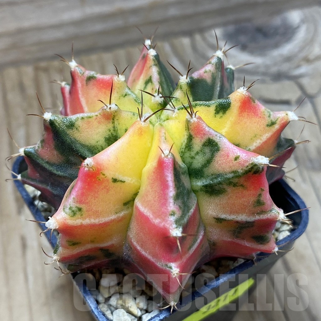 SH3211 Gymnocalycium mihanovichii f. variegata, seedling