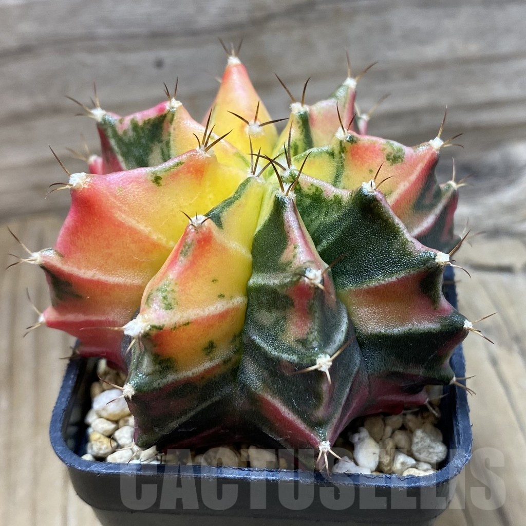 SH3211 Gymnocalycium mihanovichii f. variegata, seedling - Image 2